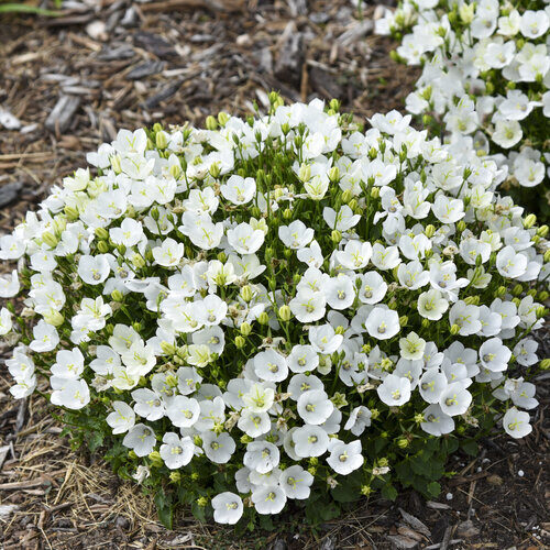 Pulkstenīte 'Pearl White'