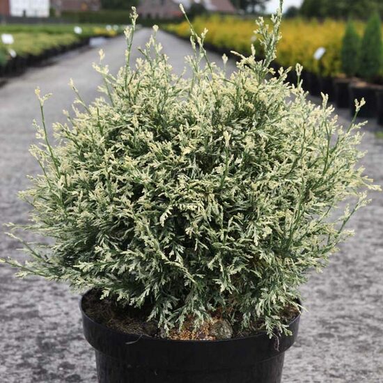 Losona paciprese 'Pearly Swirls'