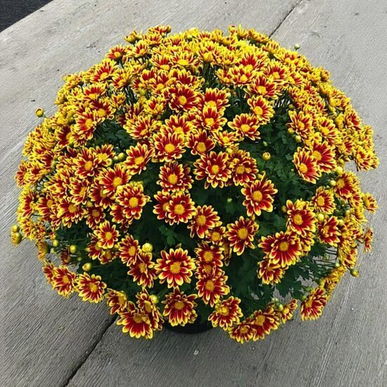 Krizantēma 'Ciotat Red Gold'