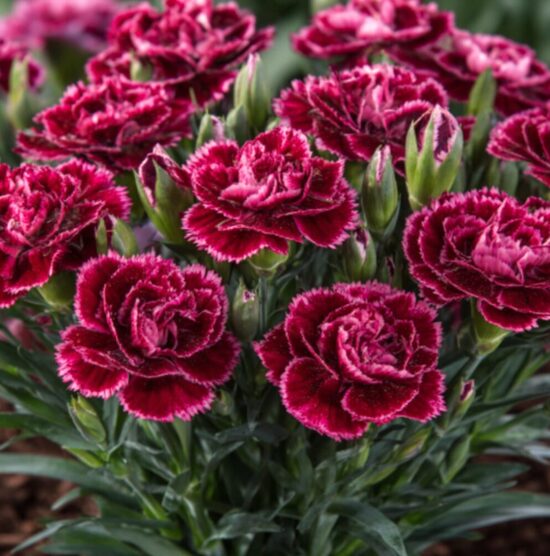 Jaunstāds - Neļķe 'Code Bicolour' 