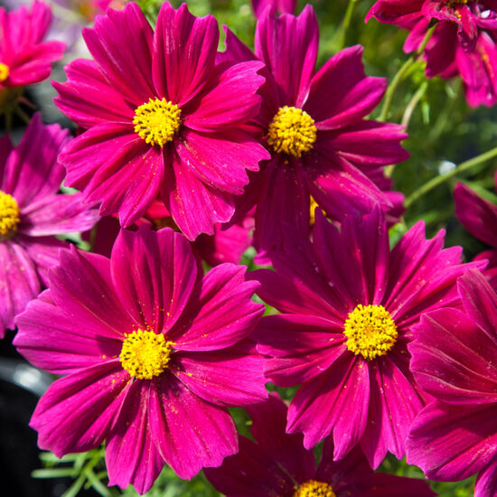 Kosmeja 'Apollo Carmine'