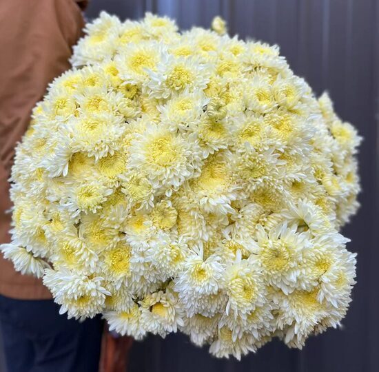 Krizantēma 'Avalon Cream'