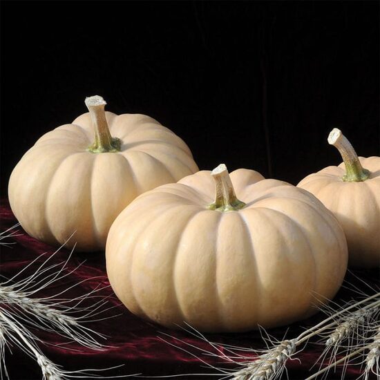 Sviesta ķirbis 'Autumn Crown F1'