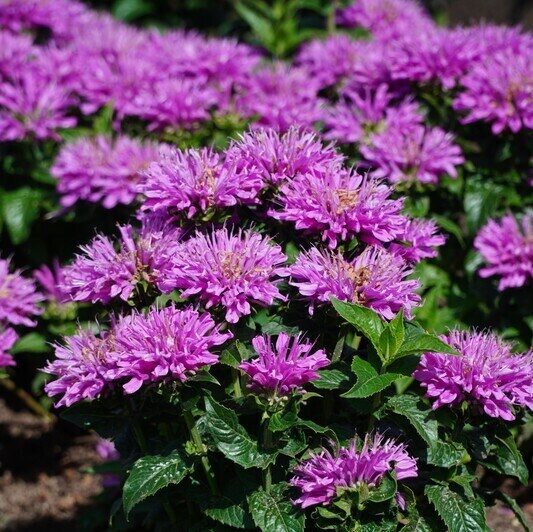 Monarda 'Baby Spice'