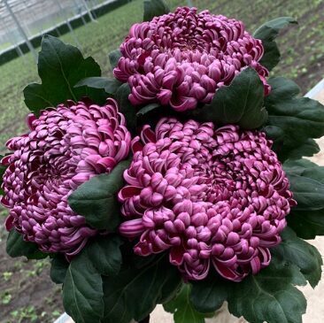 Lielziedu krizantēma 'Daily Mirror'