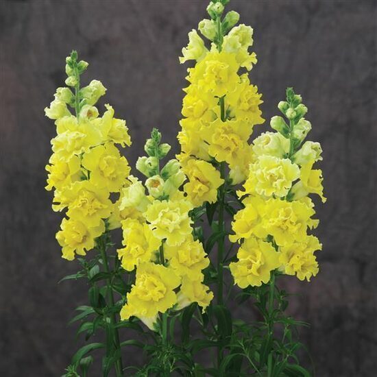 Lauvmutīte 'Doubleshot Yellow'