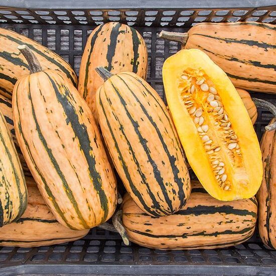 Ķirbis 'Honeyboat Delicata'