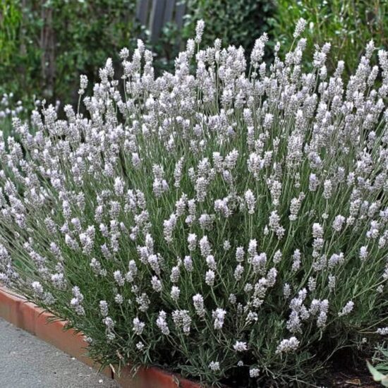 Zobainā lavanda 'You're My Light'