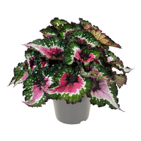 Karaliskā begonija 'Purple Blush'
