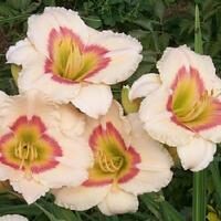 Dienziede 'Trendy Design'