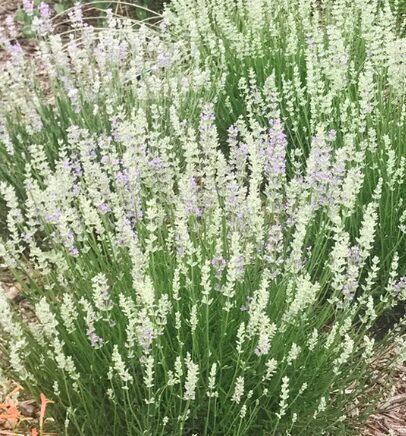 Hibrīdā lavanda ''Edelweiss''