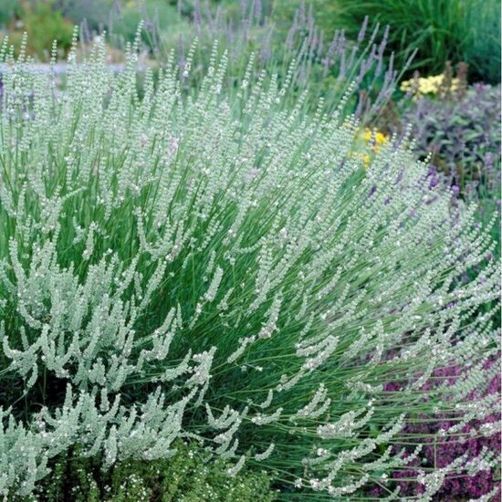 Hibrīdā lavanda ''Edelweiss''