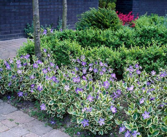 Kapmirte “Variegata”