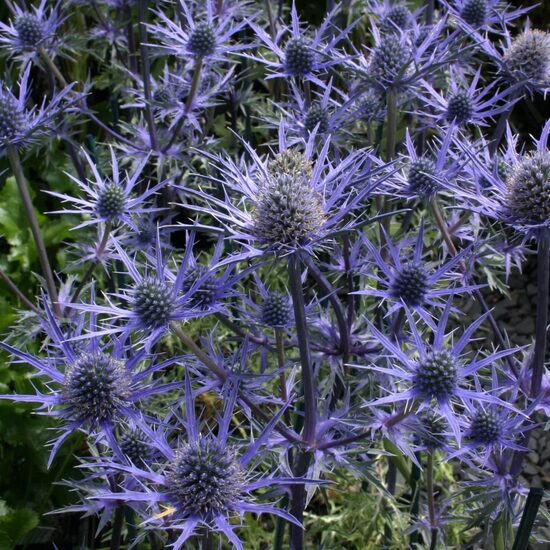 Eryngium 'Lapis Blue'