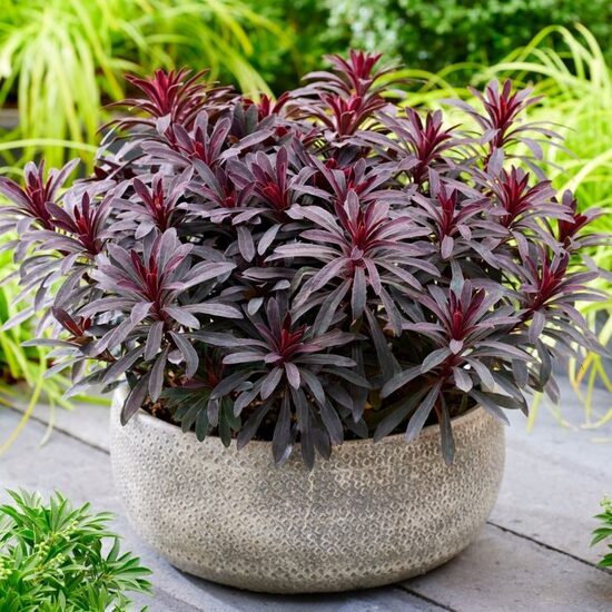 Eiforbija 'Miners Merlot'