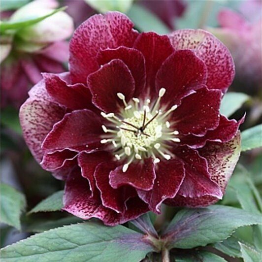 Sniega roze 'Double Ellen Flash'