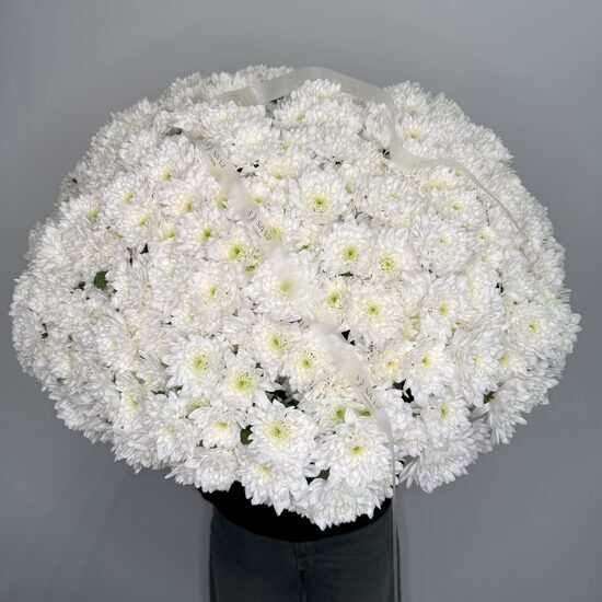 Krizantēma 'Fair White'