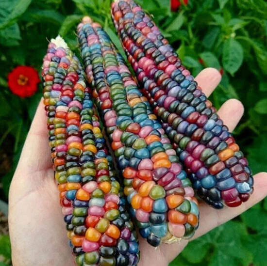 Kukurūza 'Fiesta'