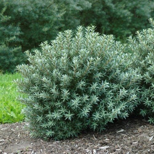 Pundursmiltsērkšķis 'Hikul' - vīrišķais augs