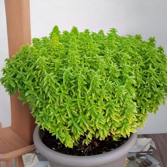 Saldais baziliks 'Fino Verde'