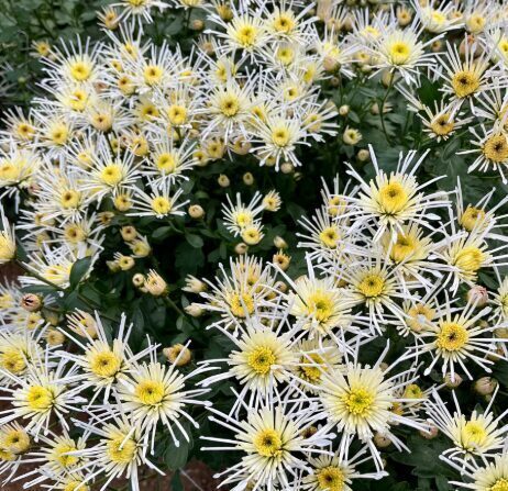 Krizantēma 'Flash Look Original Blanc'