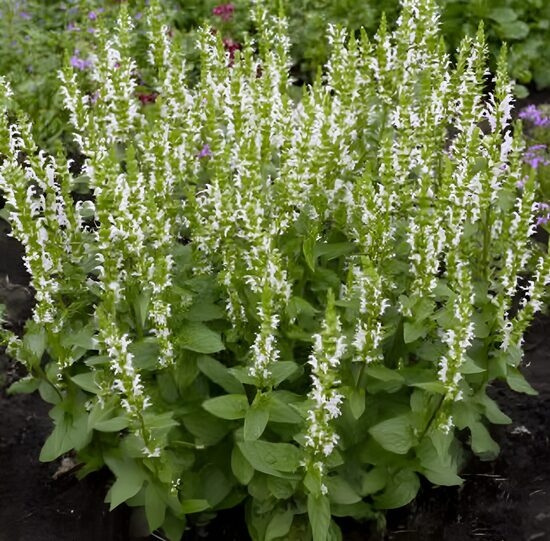 Baziliks 'Floral Spires White'
