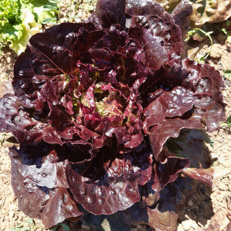 Salāti 'Florinred'