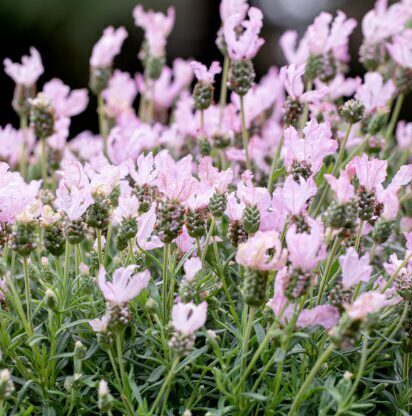 Franču lavanda 'Fantasia Early Pink'