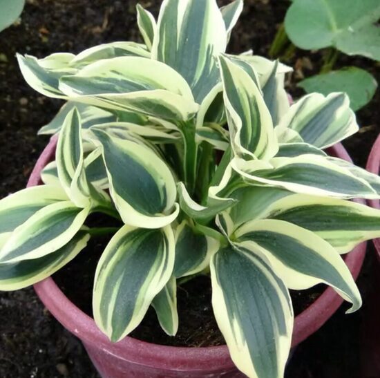 Miniatūrā hosta 'Funny Mouse'
