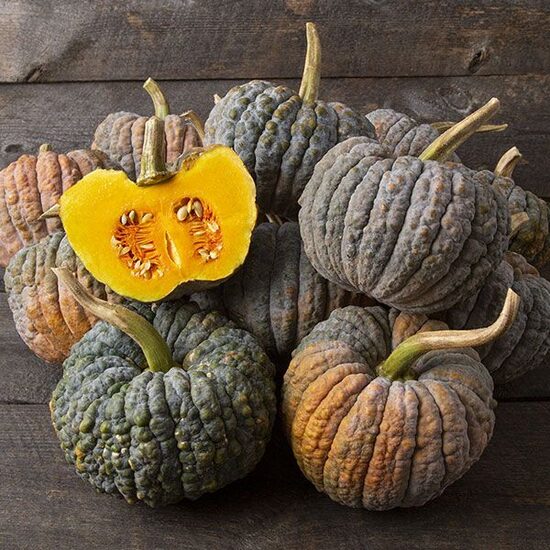 Muskatķirbis 'Futsu Black'