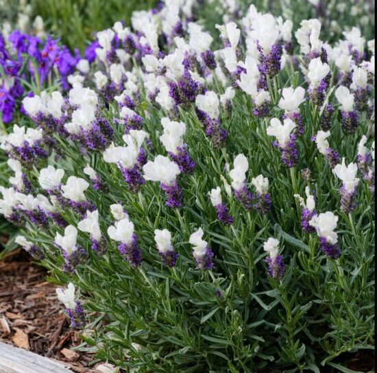 Franču lavanda 'Grande Blue White'