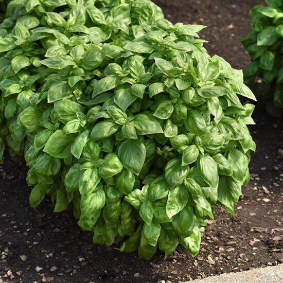 Itāļu baziliks 'Genovese'