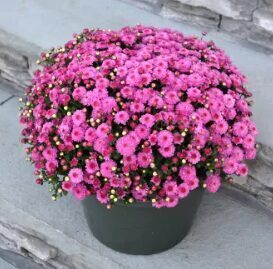 Krizantēma 'Gigi Dark Pink'