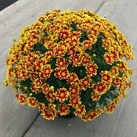 Krizantēma 'Ciotat Red Gold'