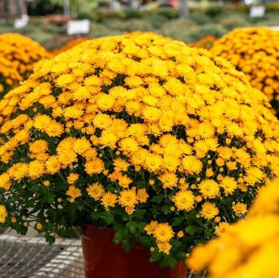 Krizantēma 'Gigi Gold'