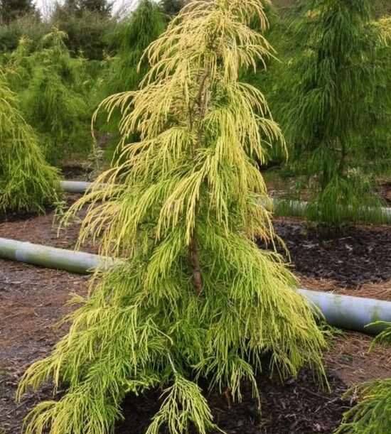 Losona paciprese 'Filips Golden Sprinklers'