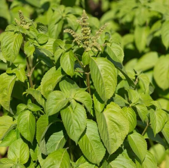 Zaļo piparu baziliks