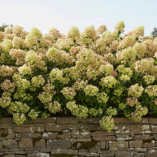 Hortenzija 'Pastelgreen' (Piegāde no 20.-22. aprīlim)