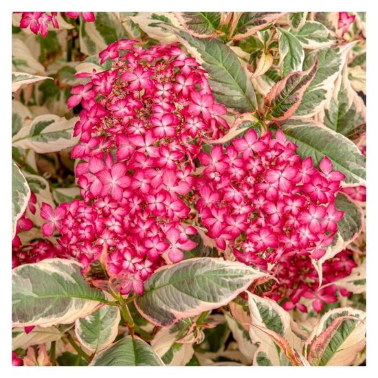 Robainā hortenzija “Euphoria Pink”