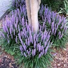 Muskaru liriope 'Royal Purple'