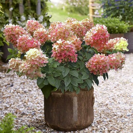 Hortenzija 'Graffiti' (Piegāde 20.-22. aprīlī)