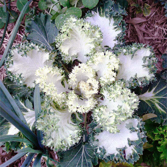 Kalē kāposti 'Emerald Ice'
