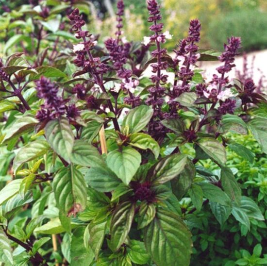 Lakricas baziliks