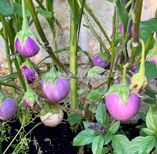 Baklažāns 'Lao Lavender'