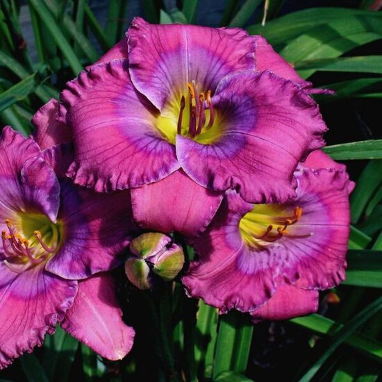 Dienziede 'Lavender Blue Baby'