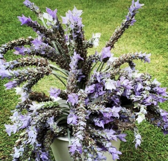 Zobainā lavanda “La Diva Imperial”