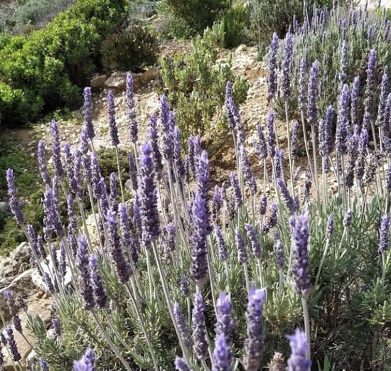 Zobainā lavanda “La Diva Imperial”