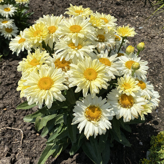 Pīpene 'Banana Cream'