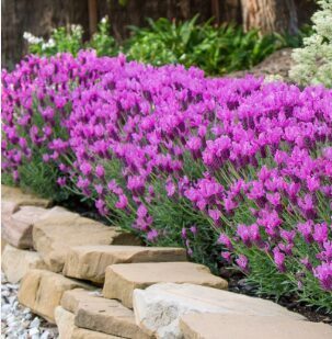 Franču lavanda “Premium Magenta”