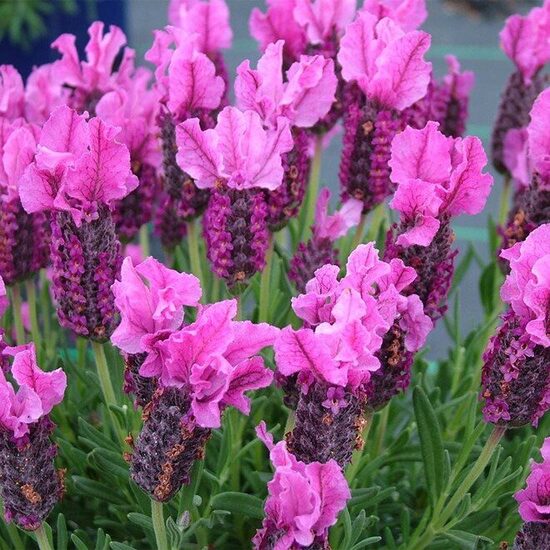 Franču lavanda “Premium Magenta”